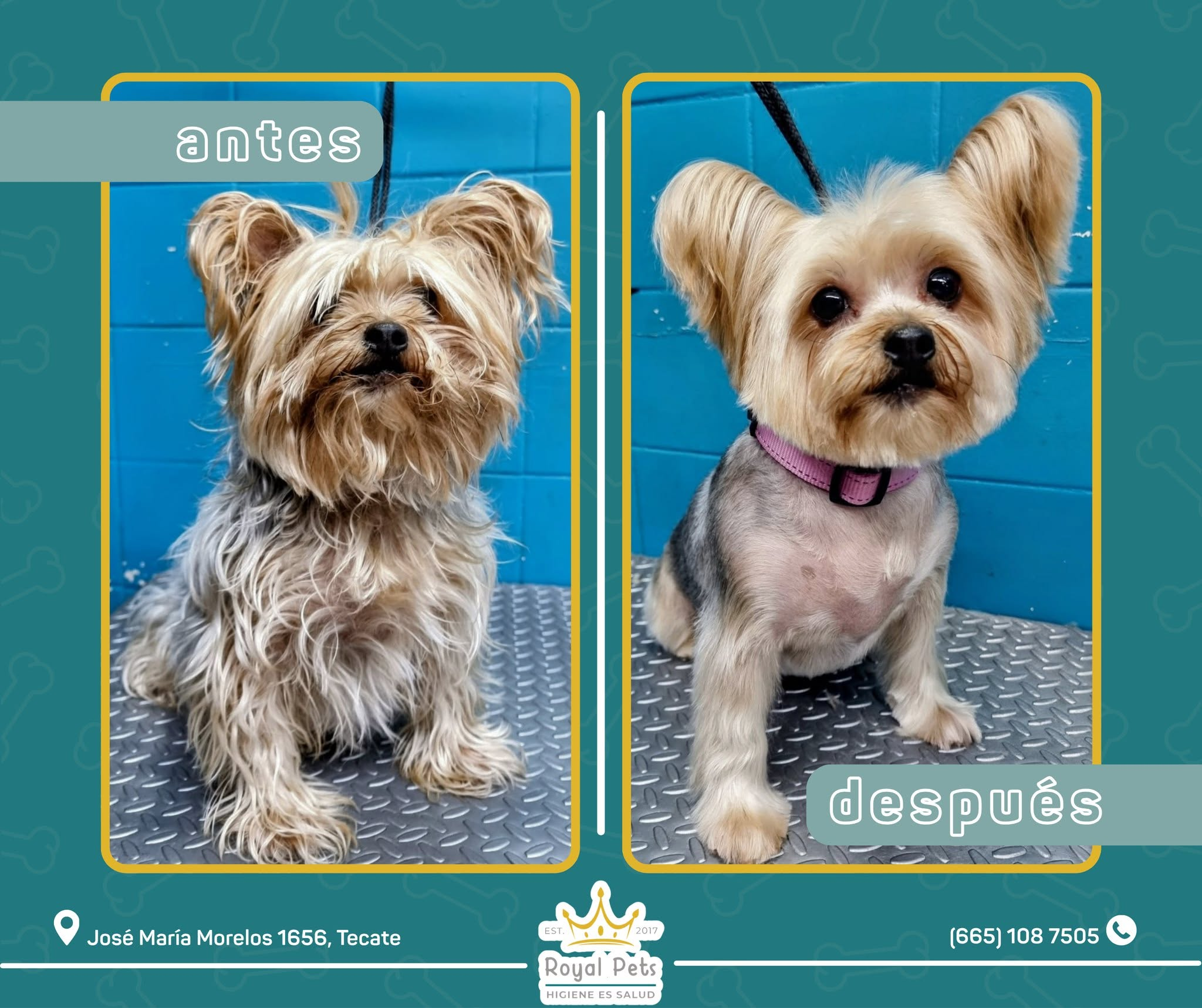 Antes y despues - Yorkshire Terrier