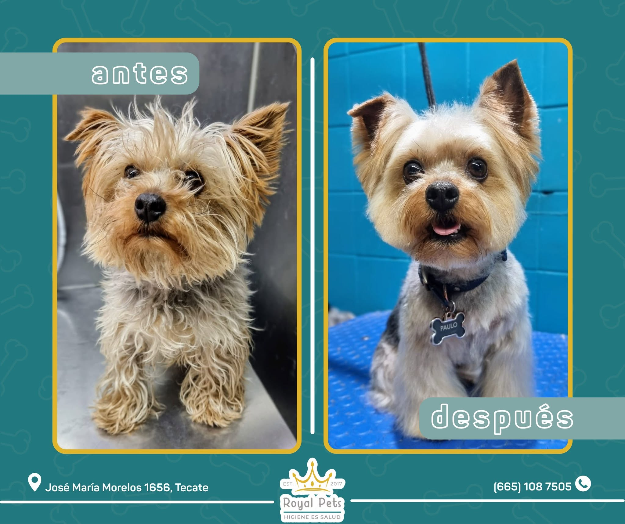 Royal Pets - antes y despues