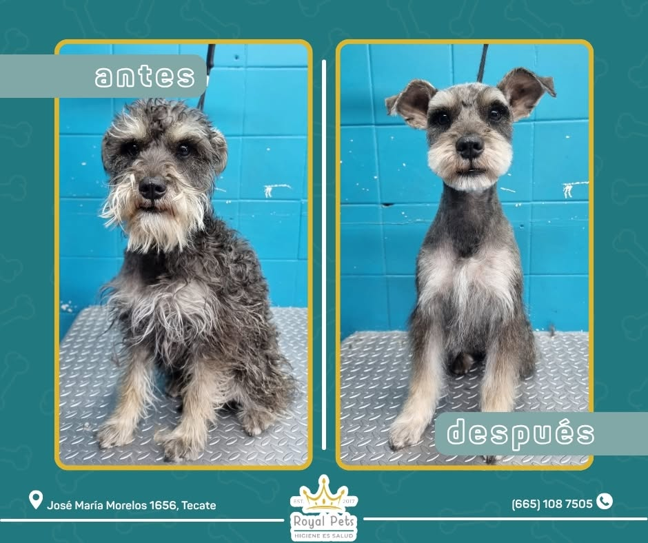 Antes y despues - Schnauzer